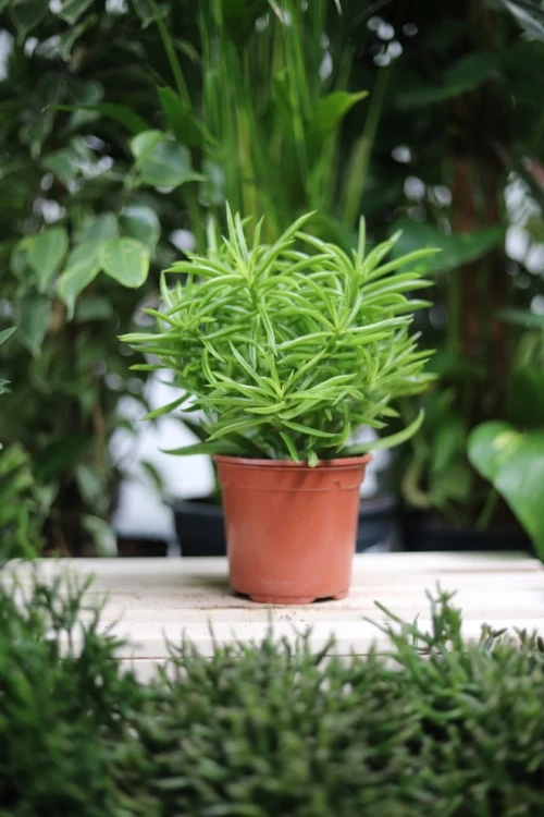 Peperomia