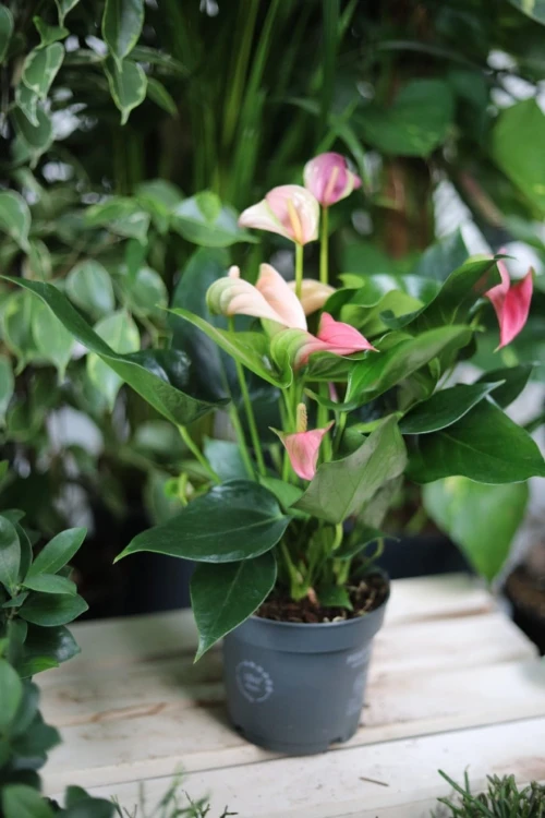 Anthurium Joli Peach