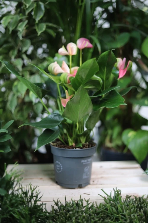 Joli Peach Anthurium