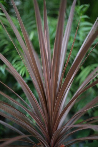 Cordyline Australis Red Star