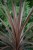 Cordyline Australis Red Star