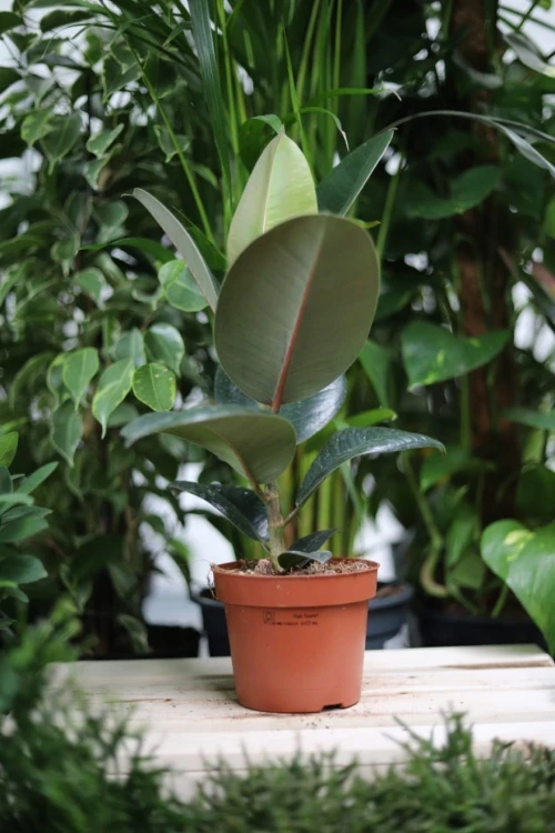 Ficus elastica Robusta, czyli fikus sprężysty, to popularna roślina doniczkowa o dużych, skórzastych liściach w głębokim odcieniu zieleni. Łatwa w uprawie i niezwykle efektowna – oczyszcza powietrze i wprowadza elegancję do każdego wnętrza.
