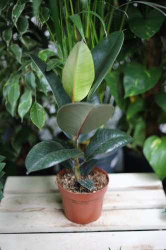 Ficus elastica Robusta