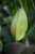 Ficus elastica