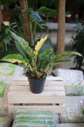 Philodendron Ring of Fire