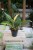 Philodendron Ring of Fire