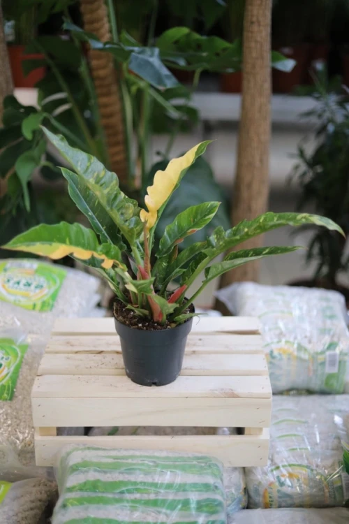 Philodendron Ring of Fire