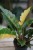 Filodendron Ring of Fire