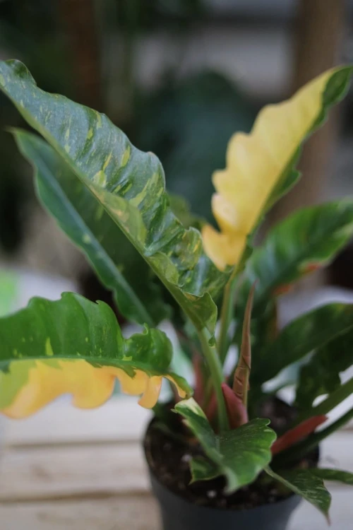 Filodendron Ring of Fire