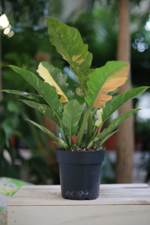 Filodendron