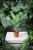 Ficus benghalensis Audrey to efektowna roślina doniczkowa o dużych, zielonych liściach, idealna do domu i biura, która doda wnętrzu naturalnego uroku.