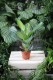 Ficus benghalensis Audrey to efektowna roślina doniczkowa o dużych, zielonych liściach, idealna do domu i biura, która doda wnętrzu naturalnego uroku.