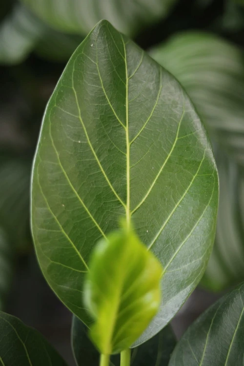 Ficus benghalensis Audrey to dekoracyjna roślina doniczkowa z błyszczącymi, ciemnozielonymi liśćmi, doskonała do domu i biura, wprowadzająca świeżość i styl.