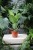 Ficus benghalensis Audrey