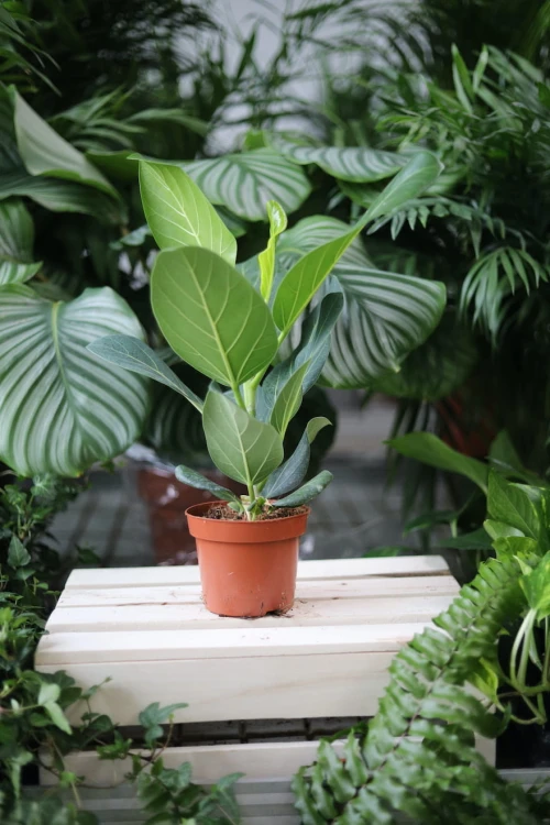 Ficus benghalensis Audrey