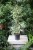 Ficus benjamina Twilight to atrakcyjna roślina doniczkowa o ciemnozielonych liściach z jasnymi smugami, idealna do domu i biura.