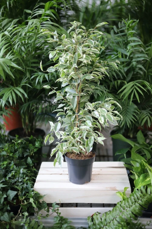 Ficus benjamina Twilight to atrakcyjna roślina doniczkowa o ciemnozielonych liściach z jasnymi smugami, idealna do domu i biura.