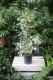 Ficus benjamina Twilight to atrakcyjna roślina doniczkowa o ciemnozielonych liściach z jasnymi smugami, idealna do domu i biura.