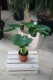 Monstera deliciosa, znana jako monstera dziurawa, to kultowa roślina doniczkowa o dużych, błyszczących liściach z naturalnymi wycięciami. Symbol stylu urban jungle – łatwa w pielęgnacji, szybko rośnie i wprowadza do wnętrza tropikalny klimat.