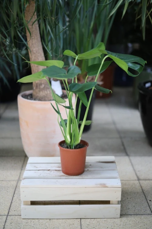 Monstera deliciosa