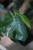 Monstera
