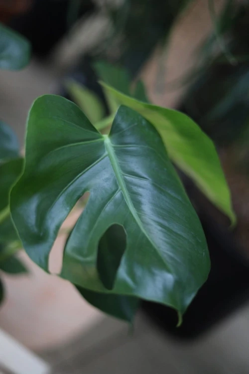 Monstera