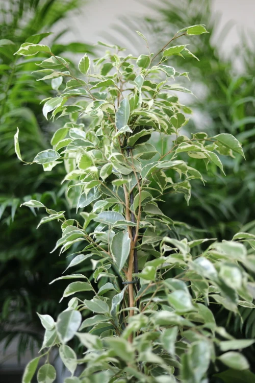 Ficus benjamina Twilight to elegancka roślina doniczkowa z unikalnymi, dwukolorowymi liśćmi, doskonała do dekoracji domu i biura.