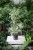 Ficus benjamina Twilight
