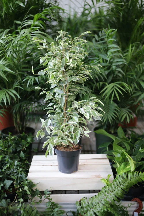 Ficus benjamina Twilight