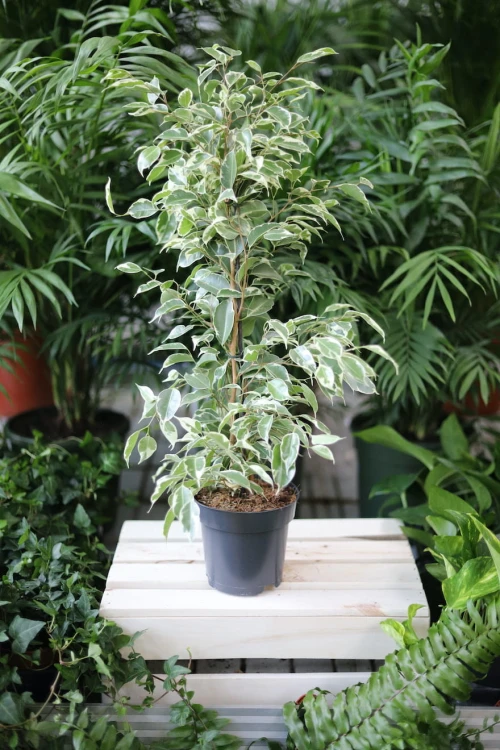 Figowiec Benjamina