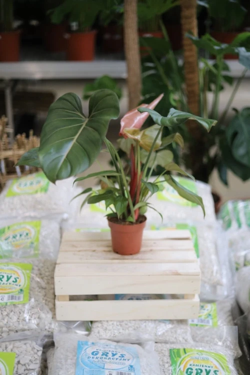 Egzotyczny Philodendron Summer Glory o połyskujących liściach wprowadzi świeży akcent do każdego wnętrza.