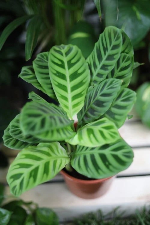 Calathea Zebrina zachwyca aksamitnymi, zielonymi liśćmi w paski – wyjątkowa roślina doniczkowa do domu lub biura.