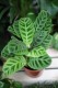 Calathea Zebrina zachwyca aksamitnymi, zielonymi liśćmi w paski – wyjątkowa roślina doniczkowa do domu lub biura.