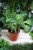 Calathea Zebrina to efektowna roślina doniczkowa o aksamitnych, pasiastych liściach w odcieniach zieleni – idealna do domu lub biura.