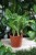 Calathea Zebrina