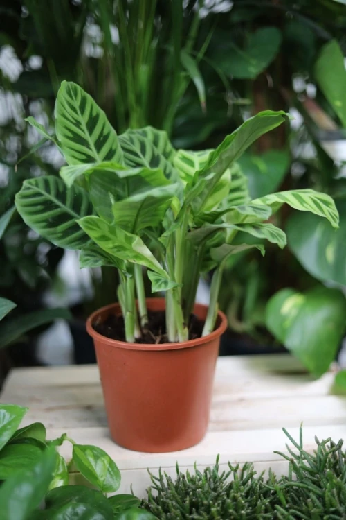 Calathea Zebrina