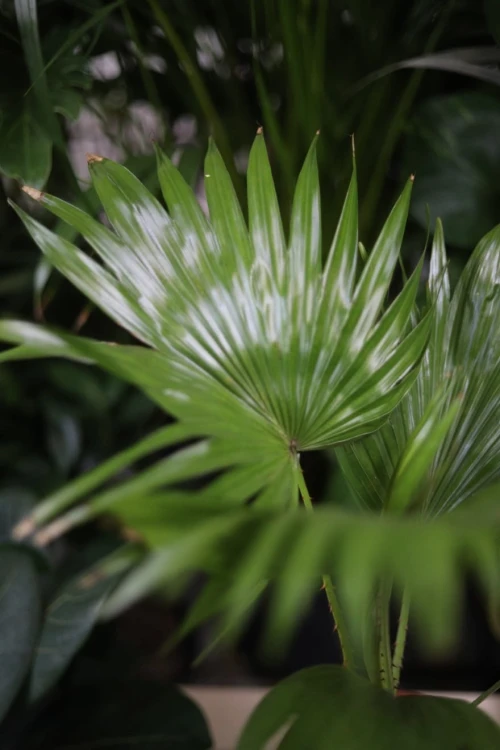 Livistona rotundifolia