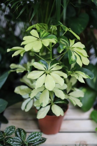 Schefflera arboricola Melanie to elegancka roślina doniczkowa o błyszczących, zielonych liściach – idealna ozdoba do domu lub biura.