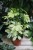 Schefflera arboricola Melanie to elegancka roślina doniczkowa o błyszczących, zielonych liściach – idealna ozdoba do domu lub biura.