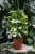 Elegancka Schefflera arboricola Melanie o błyszczących liściach doda świeżości każdemu wnętrzu.