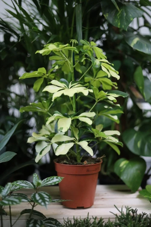 Elegancka Schefflera arboricola Melanie o błyszczących liściach doda świeżości każdemu wnętrzu.