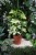 Schefflera arboricola Melanie