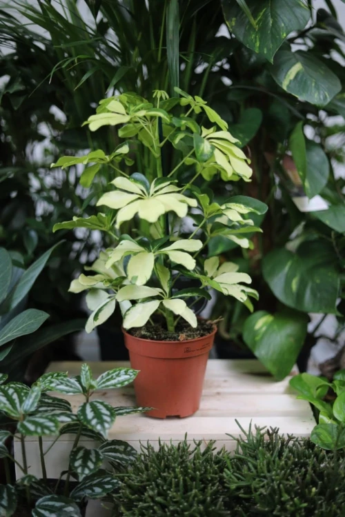 Schefflera arboricola Melanie