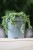 Senecio Rowleyanus