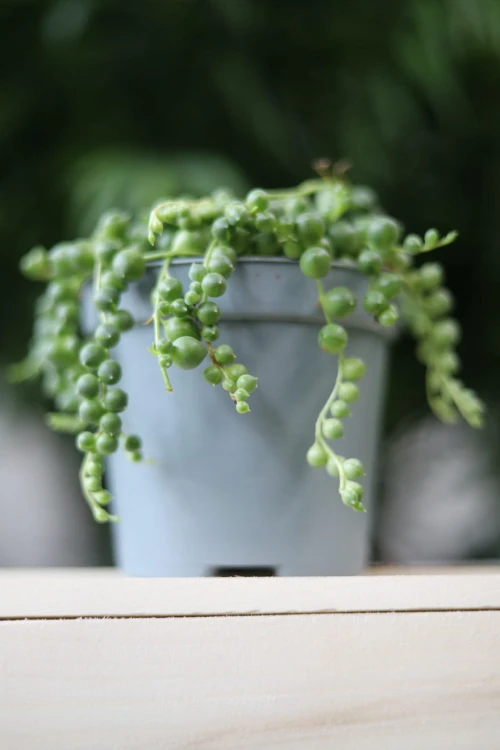 Senecio Rowleyanus