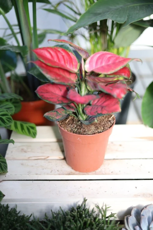 Roślina doniczkowa Aglaonema Red Joy zachwyca kolorowymi liśćmi i pięknie ozdobi każde wnętrze.