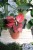 Aglaonema Red Joy to efektowna roślina doniczkowa z czerwono-zielonymi liśćmi, idealna do dekoracji domu i biura, dodając wnętrzu koloru i stylu.