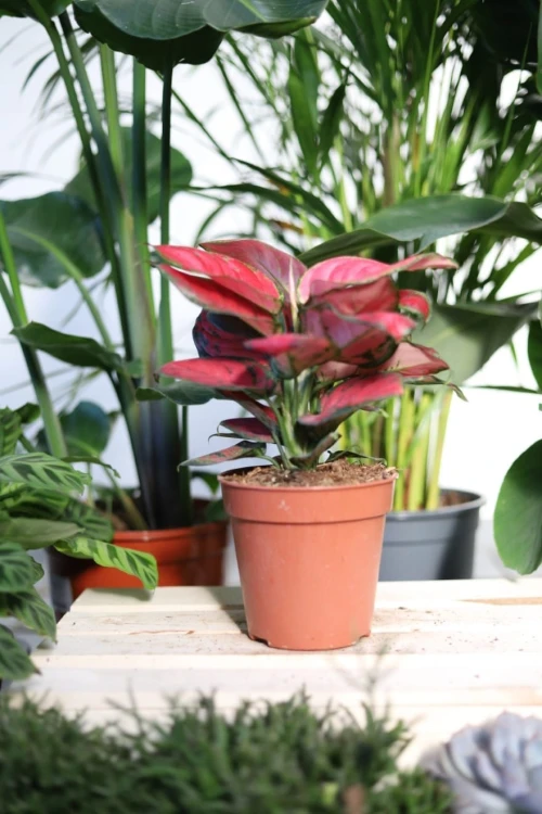 Aglaonema Red Joy to dekoracyjna roślina doniczkowa z efektownymi liśćmi, doskonała do domu i biura.