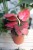 Aglaonema Red Joy to stylowa roślina doniczkowa z czerwono-zielonymi liśćmi, doskonała do salonu i biura.
