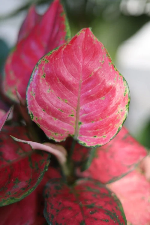 Aglaonema Red Joy
